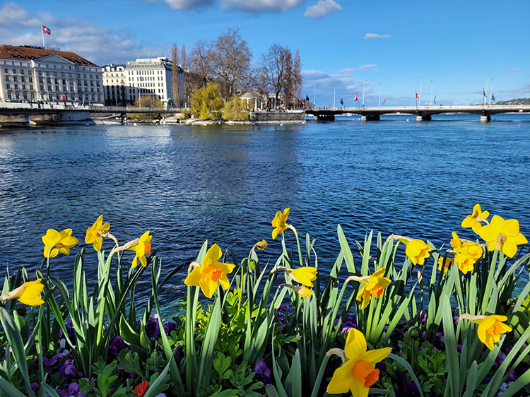 daffodils in Geneva