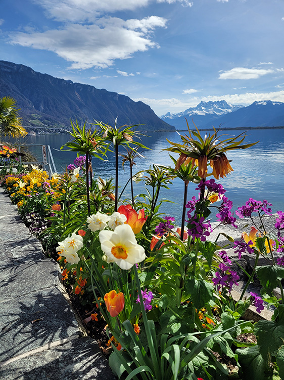 Beautiful flowers in Montreux