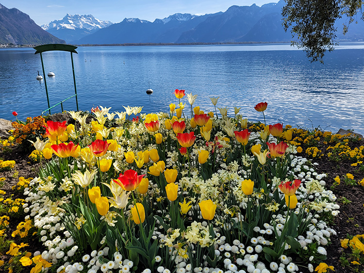 Montreux flowers