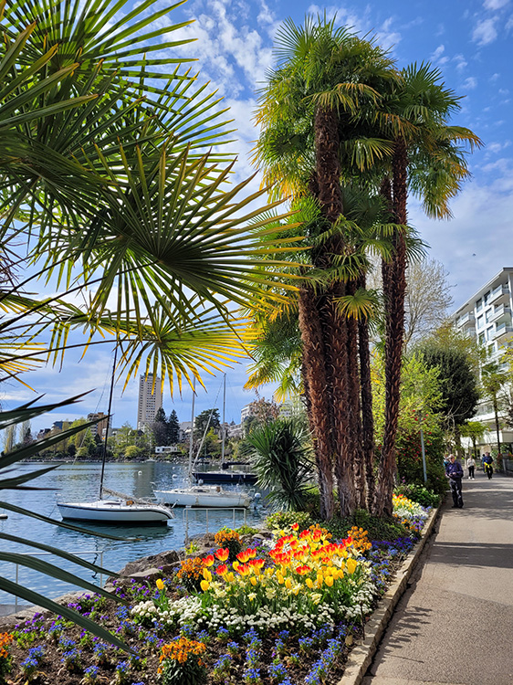 Palm tree in Montreux