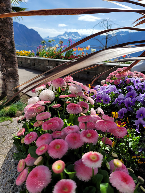 Pink flowers