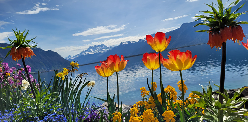 Montreux Flower-lined Promenade - London Frenchy Around The Globe