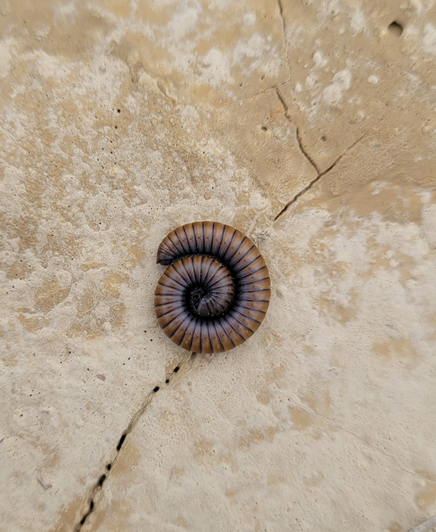 Millipede