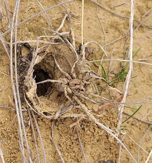 Tarantula