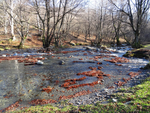 Balkan river