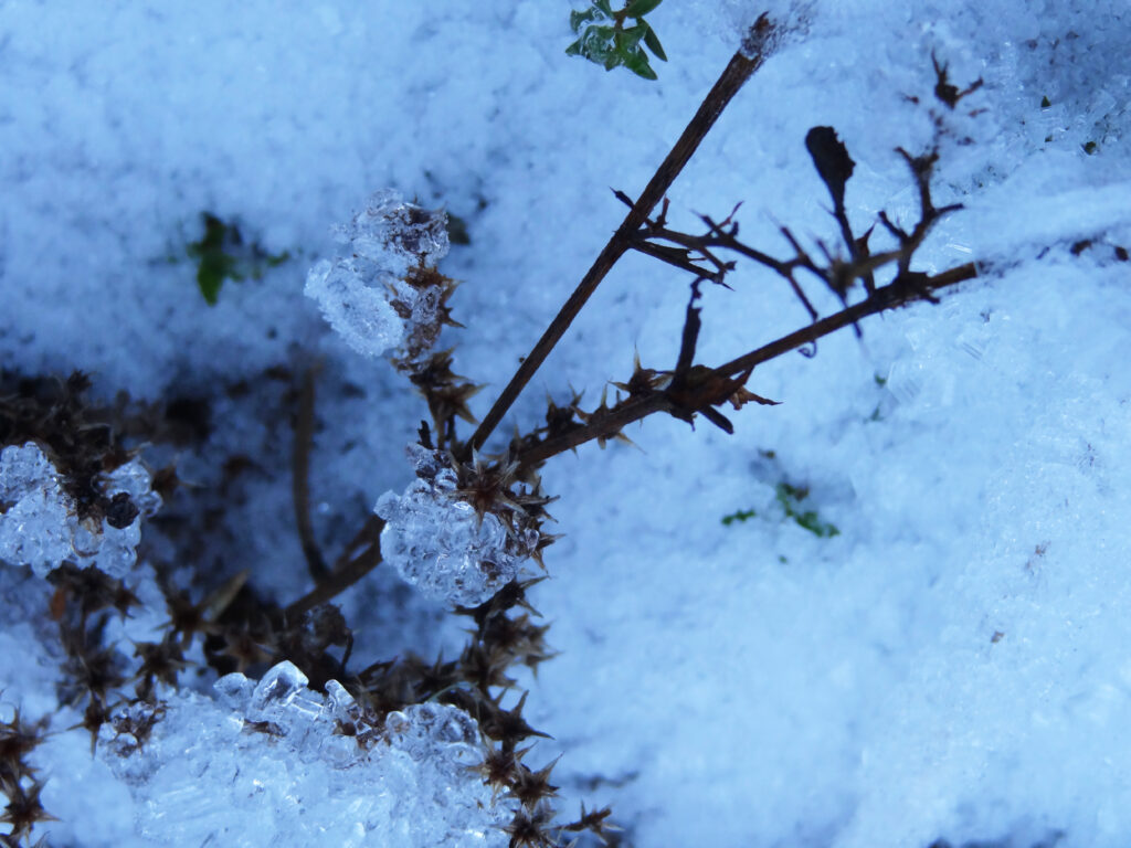 Frozen nature