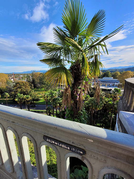 Palm trees in Pau