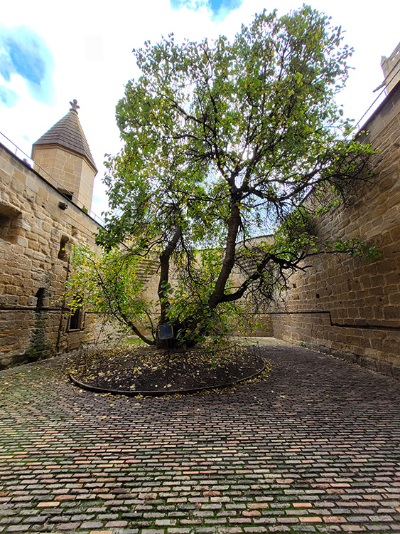 Tree inside the castle