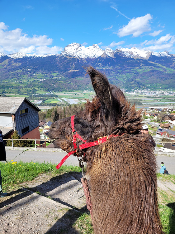 Check the llama