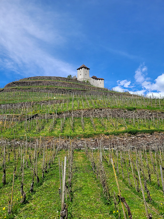 Balzers castle and vineyards