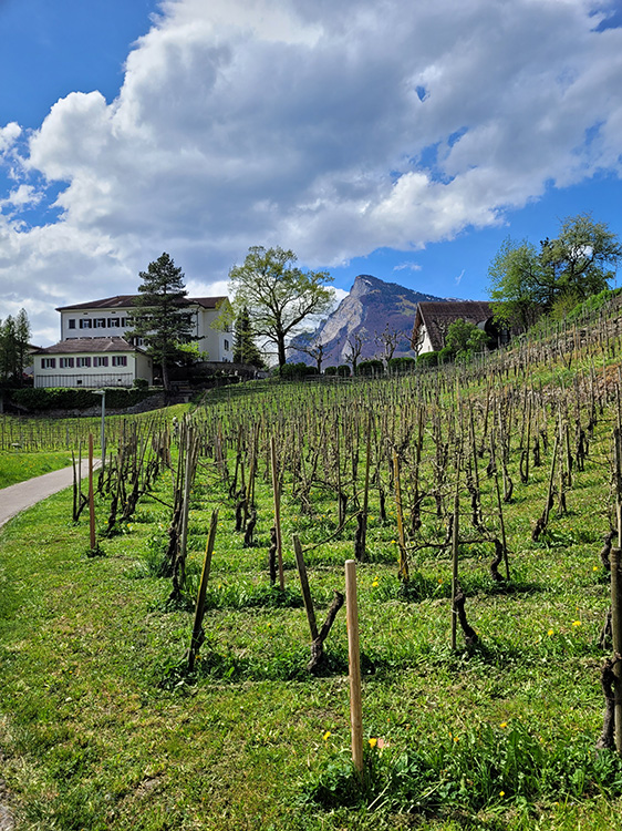 Vineyards in Balzers
