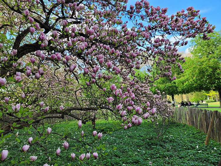 Magnolia trees