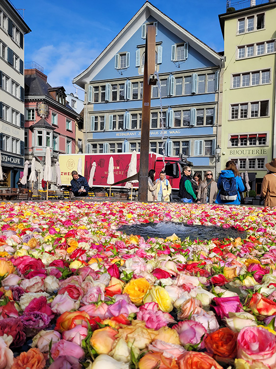 Rose festival in Zurich
