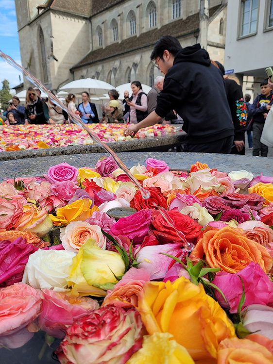 Rose festival