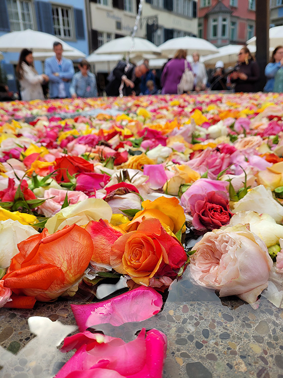 Roses in the fountains