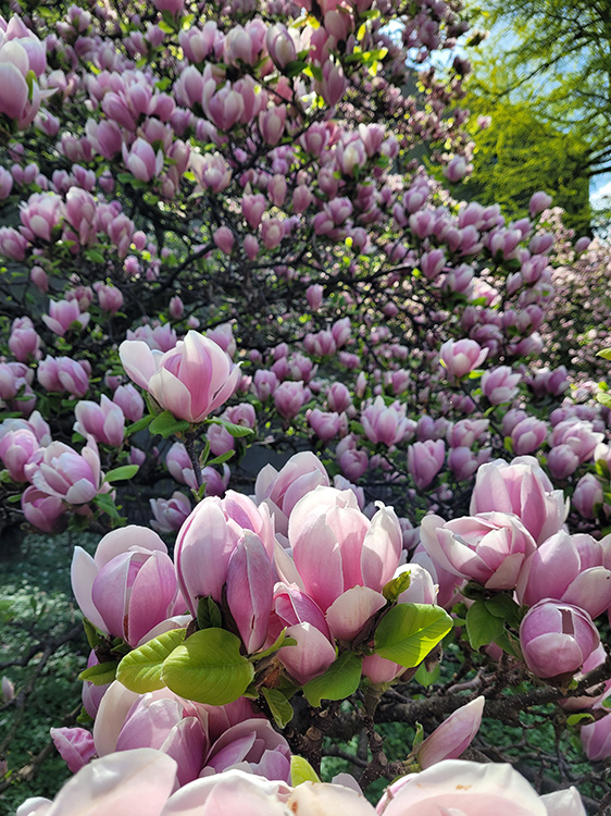 Zurich's magnolias