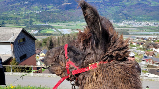 A hike with llamas