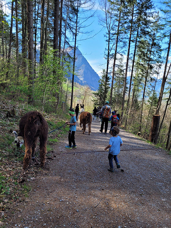 In the woods of Triesenberg