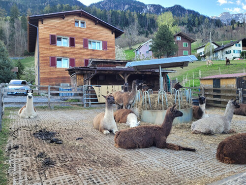 Llama farm