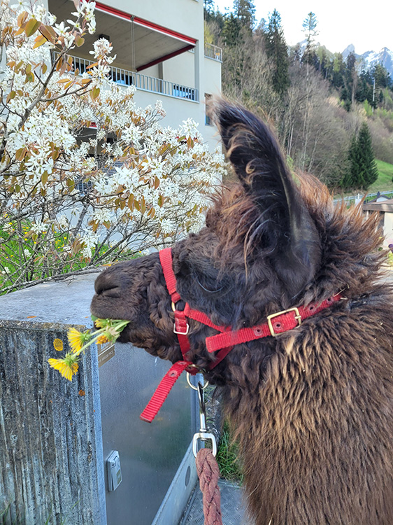 Llamas and dandelions