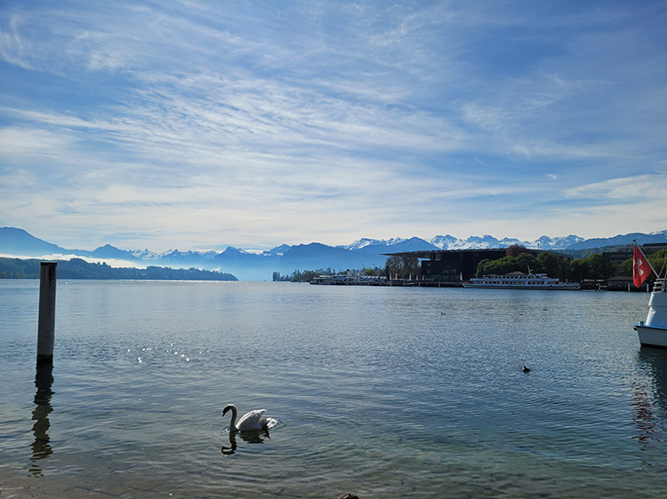 Swan on Lucerne Lake