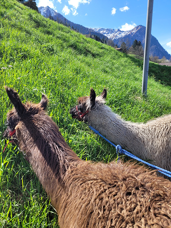 Two llamas eating