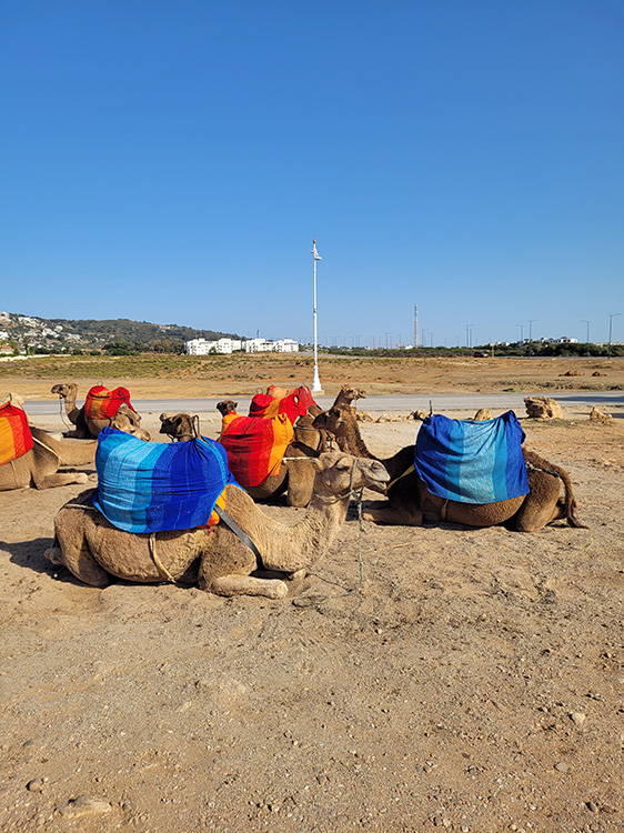 Camels of the Achakar beach
