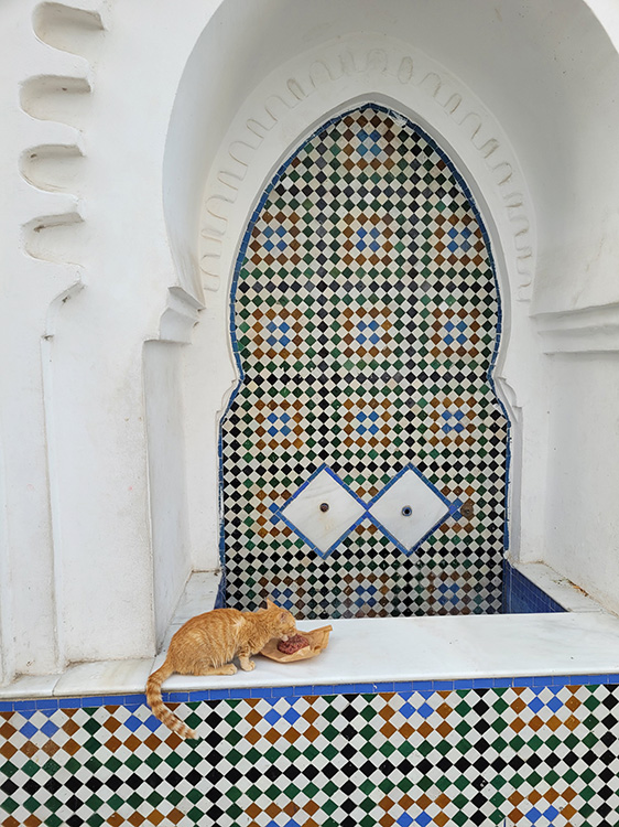 Cat eating in Tangier