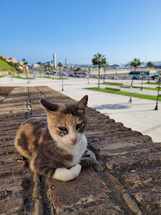 Cat of Tangier