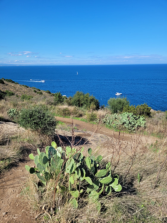 Cacti and sea
