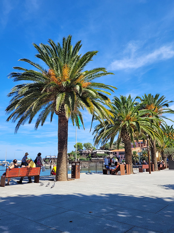 Palm trees in the South of France