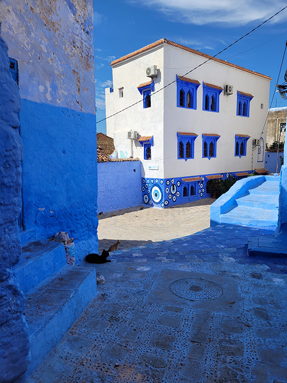 Cats and blue streets