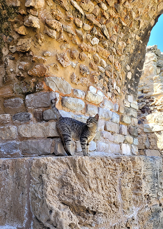 A cat in Carthage