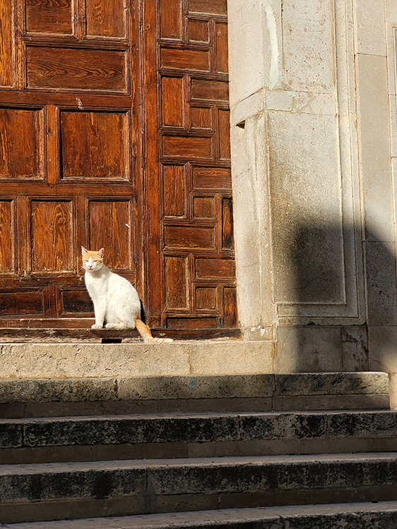 Cat in Tunis Medina