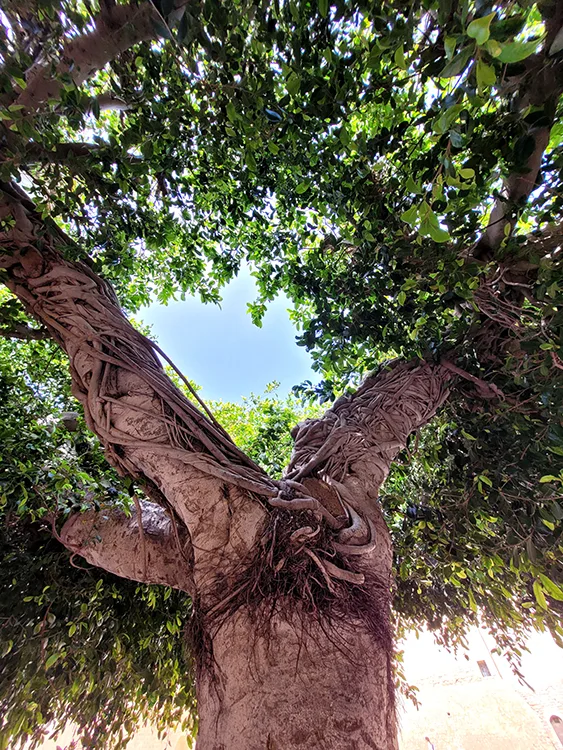 Tree in the ribat