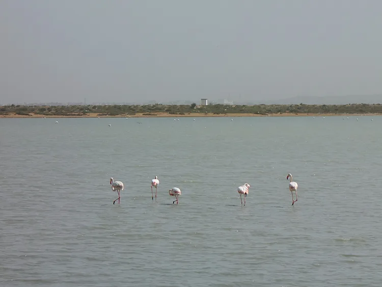 Flamingos