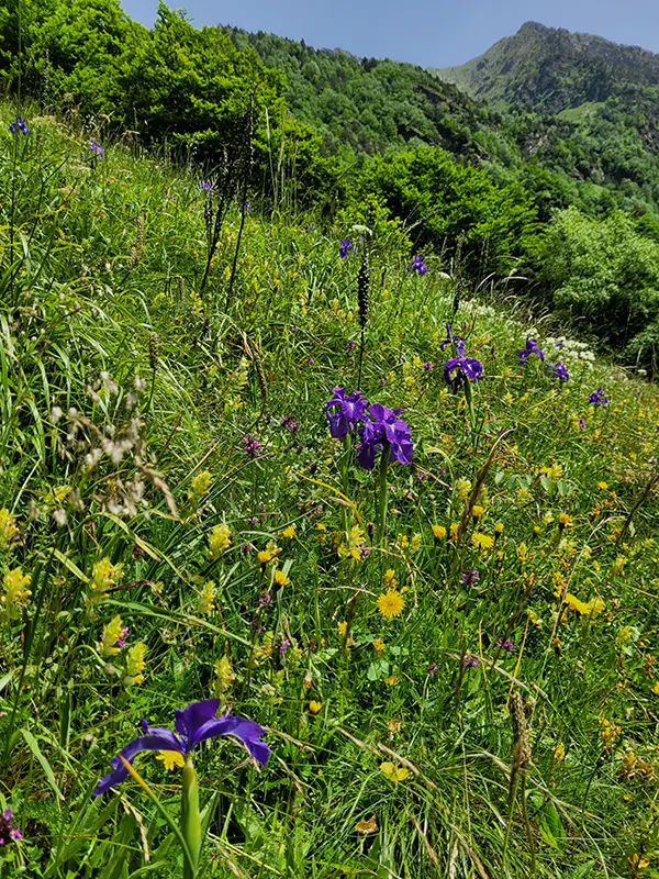 Mountain flowers on the way to Espingo
