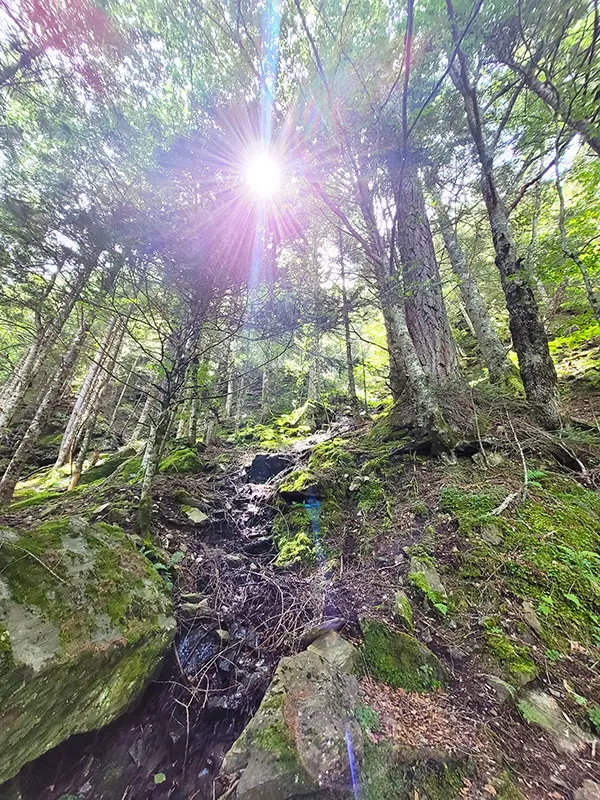 Into the woods